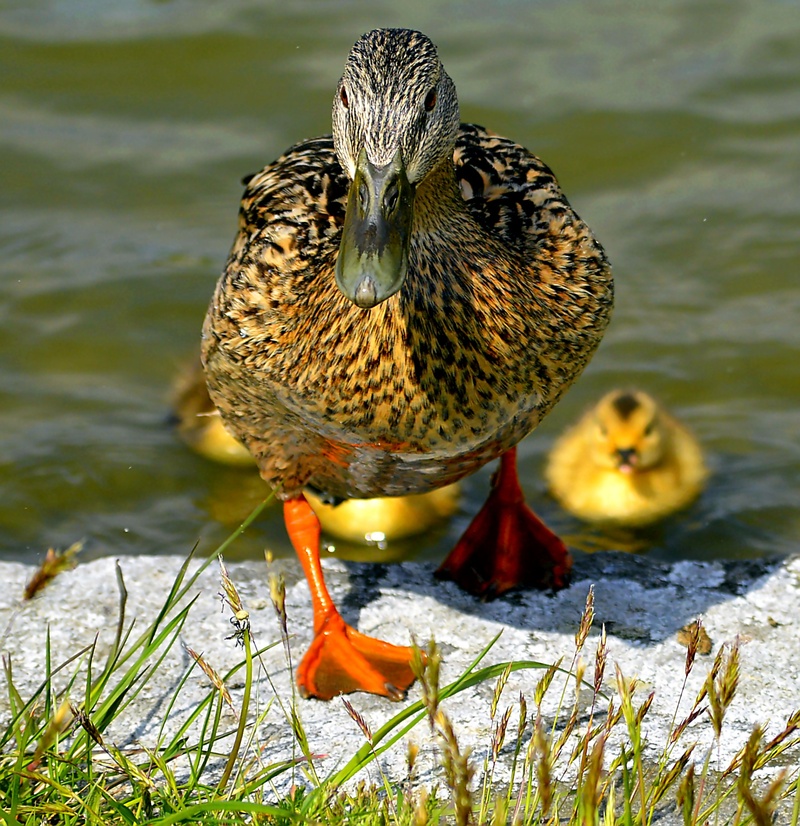 mallard, animal themes, duck, nature, plumage, small, sunlight, swim, day, bird, 1080P, poultry, wildlife photography, lake, animal children, animal wildlife