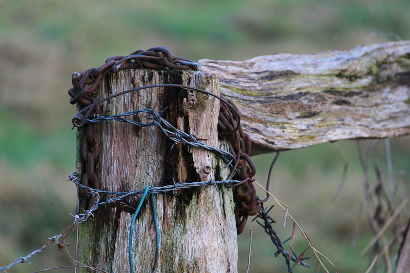 pasture, rope, garden gate, bar, animal, plant, wood - material, security, door, tree, focus on foreground, wire, goal post, barbed wire, barrier, black and white