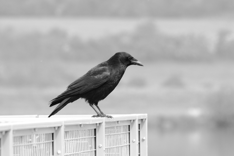 railing, nature, one animal, animal themes, zoology, wood - material, grayscale, photography, outdoors, black and white, full length, black Color, close-up