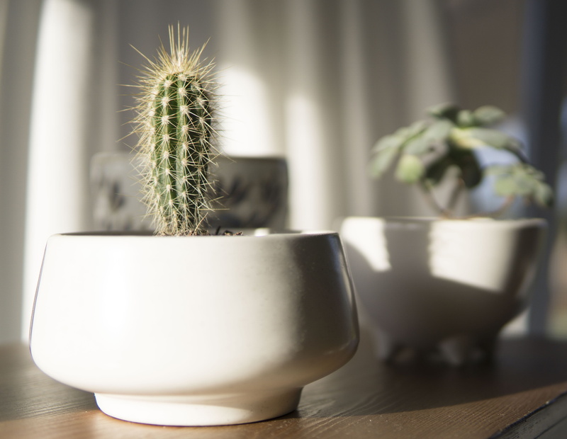 little, potted, sharp, blur, pot plants, no people, houseplant, focus on foreground, table, succulent, plant, prickly, bonsai, flora, thorn, flower pot