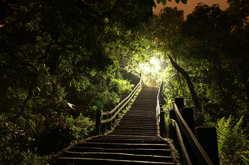 the way forward, woodland, direction, connection, plant, black, scenics, upstair, ladder, outdoors, railing, tropical Rainforest, wood - Material, footbridge