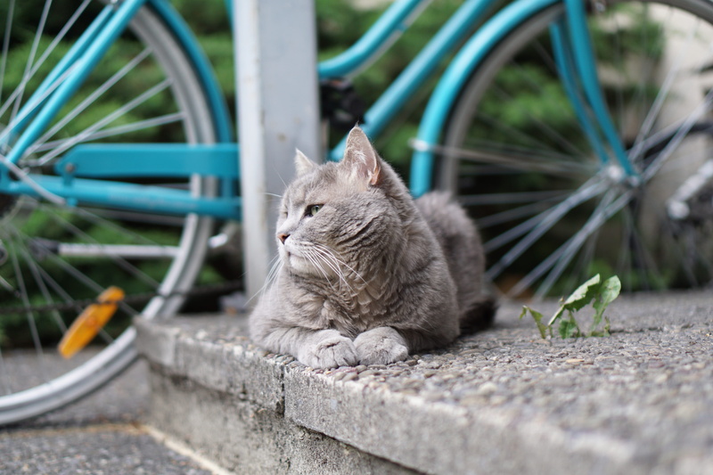 selective focus, domestic, floor, wheel, no people, altstetten, bicycle, zürich, animal, pet, looking away, domestic animals, curb, profile, gray, face
