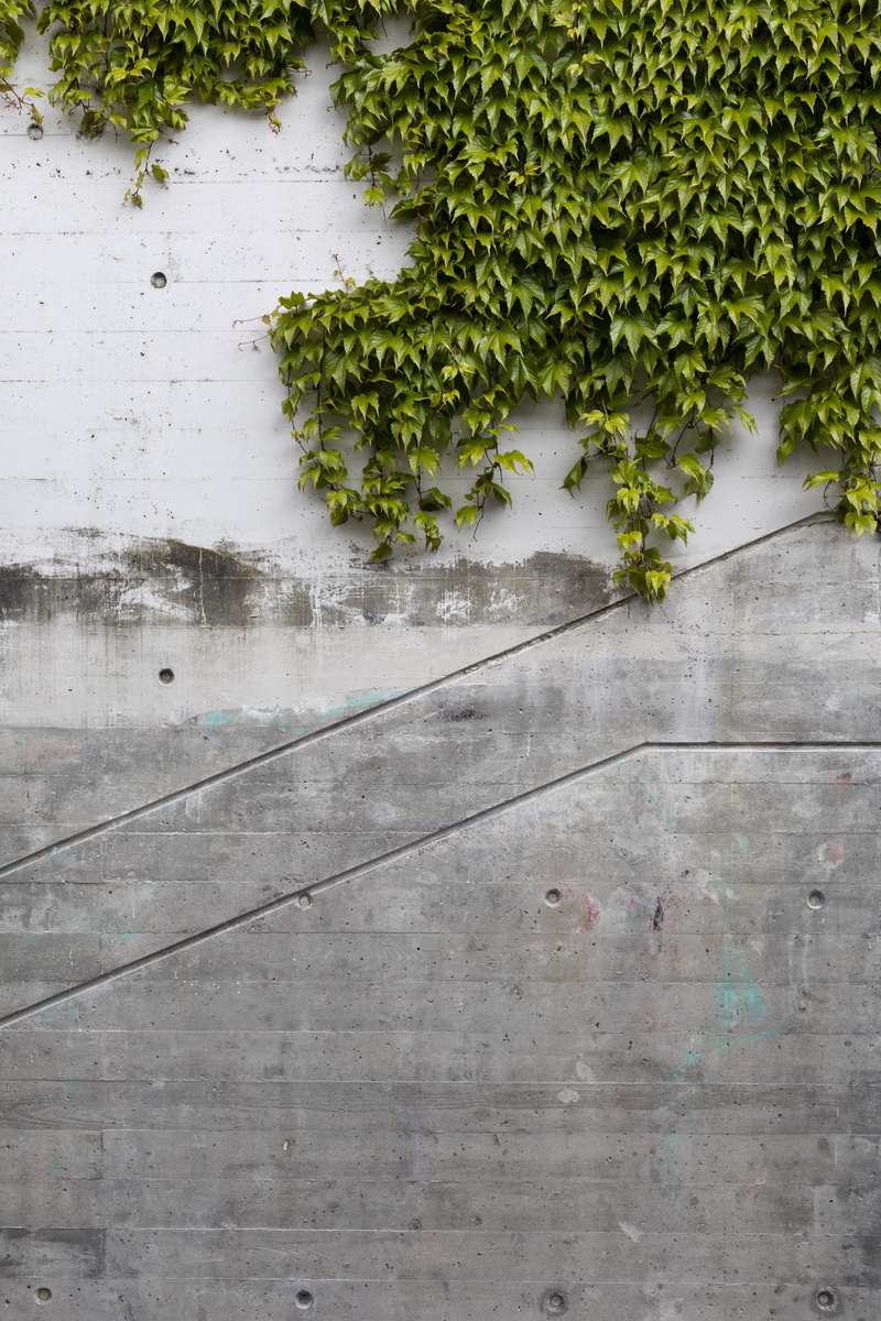beauty in nature, nature, plant part, blazer, architecture, wall, ivy, building exterior, vehicle, close-up, vine, built structure, coat, wall - building feature