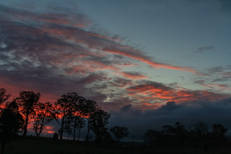 orange color, sky, wherrol flat, growth, low angle view, australia, red, 4K, plant, tree, tranquility, beauty in nature, idyllic, outdoors, scenics - nature
