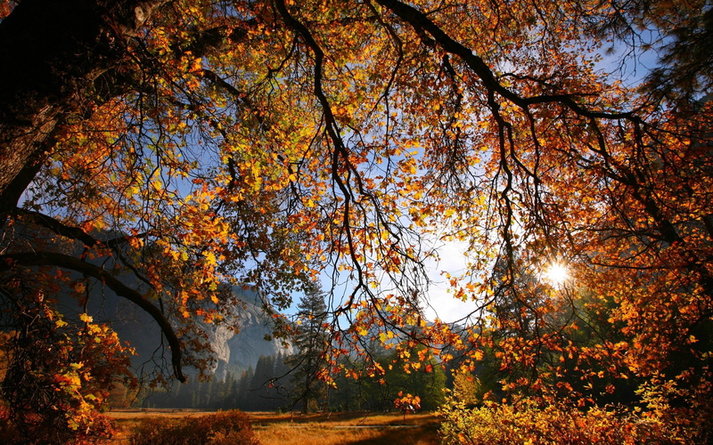 Leaves, Nature, Sunlight, Tree, 2K, Branches, Scenery, Autumn