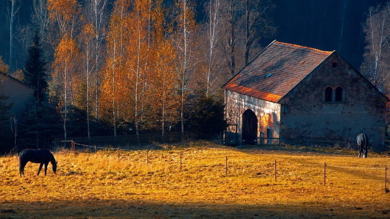 sunlight, autumn, nature and landscapes, farm, horses, trees, 1080P, horse