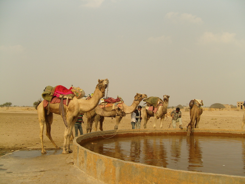 land, desert, mammal, domestic animals, india, motion, 4K, camel, working animal, nature, animal themes, outdoors, kuri, day, livestock, sand, domestic