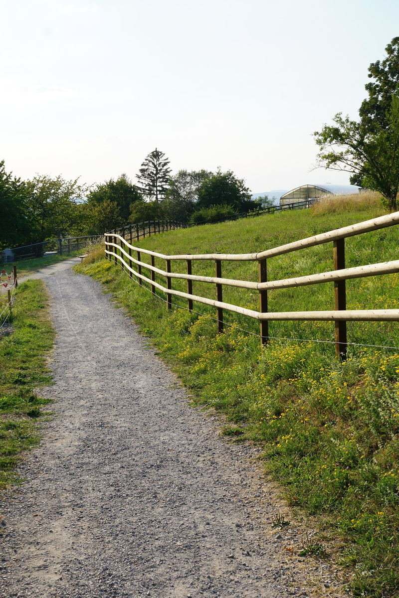 zurich, barrier, fence, day, epilepsy, sunny, autumn, sky, boundary, zollikon, mountains, lake zurich, path, away, horses, border, 5K, park, field, clear sky