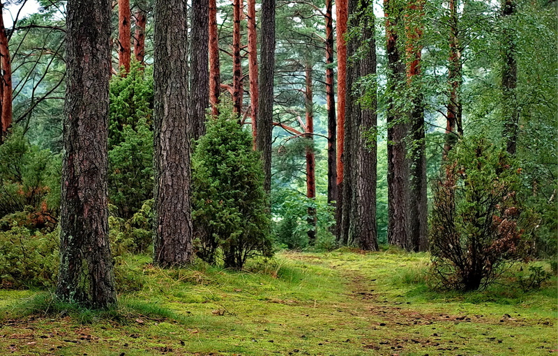 forest, land, countryside, landscape, trunk, grass, daylight, woodland, non-urban scene, growth, no people, woods, 2K, lush, green color, trees, tourism