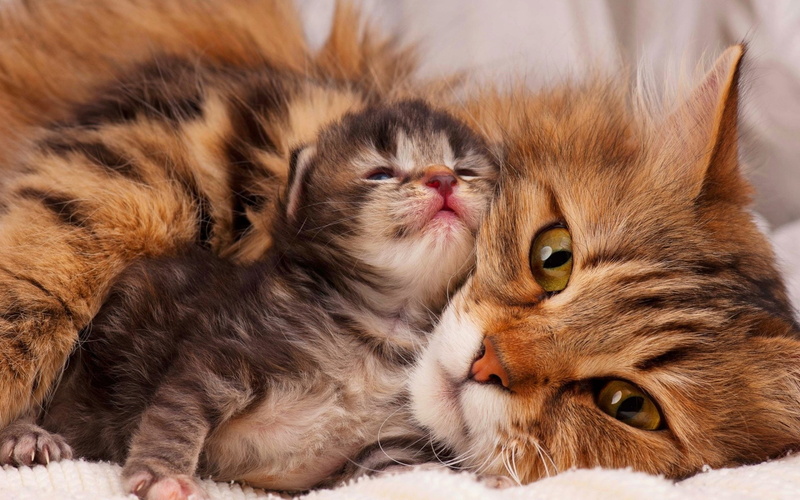 Cats, 1080P, Love, Eye, Cat, Animal, Cute, Kitten, Face