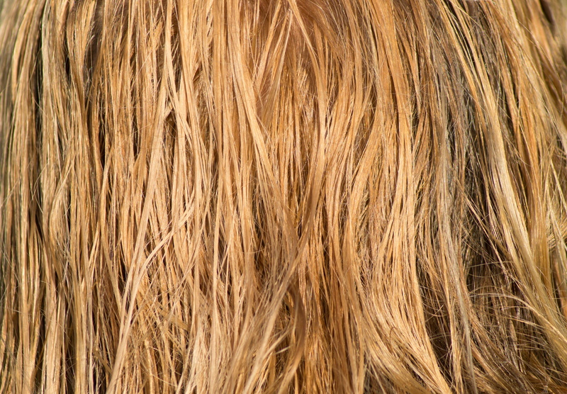girl, nature, no people, combed, water, weave, long hair, pattern, wind, day, comb, mammal, blond, blond hair, color, animal hair, close-up, man, barber beauty shop