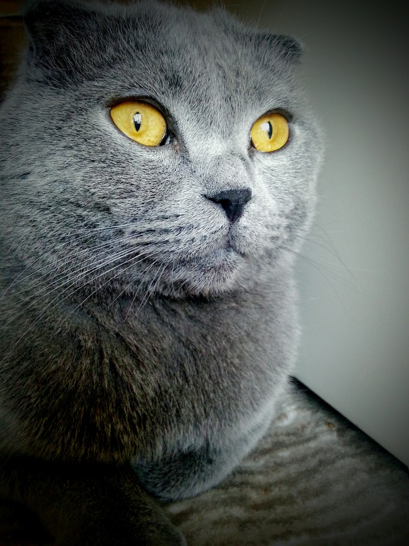 one animal, looking at camera, swore, whisker, feline, close-up, animal, animal body part, vignette, domestic, 2K, pets, no people, mammal, vertebrate