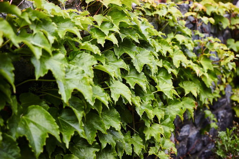 summer, focus on foreground, garden, nature, beauty in nature, selective focus, outdoors, covered, backgorund, close-up, pant, day, green, flora, no people