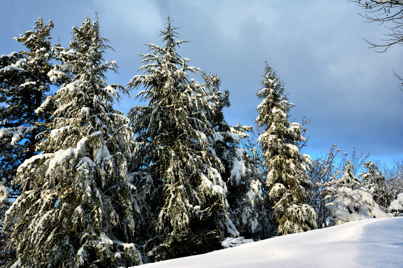 air, beauty in nature, frozen, scenics - nature, winter, day, forest, space, no people, cold, blue sky, leaves, plant, sky, nature, 5K, big tree, wood-fibre boards