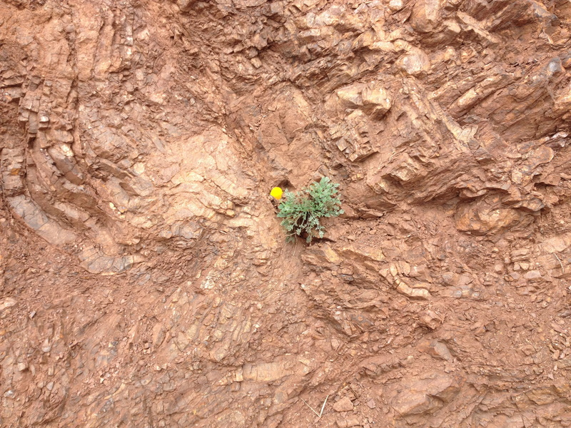 2K, arid climate, rock formation, growth, brown, flower, rock, united states, chirt, trunk, day, close-up, stone, high angle view, tree trunk, textured