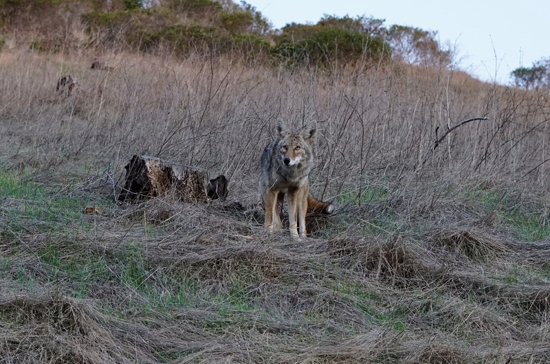 one animal, plant, animal wildlife, land, 2K, marin headlands, canine, animals in the wild, united states, day, vertebrate, field, outdoors, no people