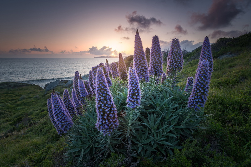 California, sea, Stinson Beach, flowers, CA, San Francisco Bay, echium, coast, The Bay Of San Francisco, 1080P