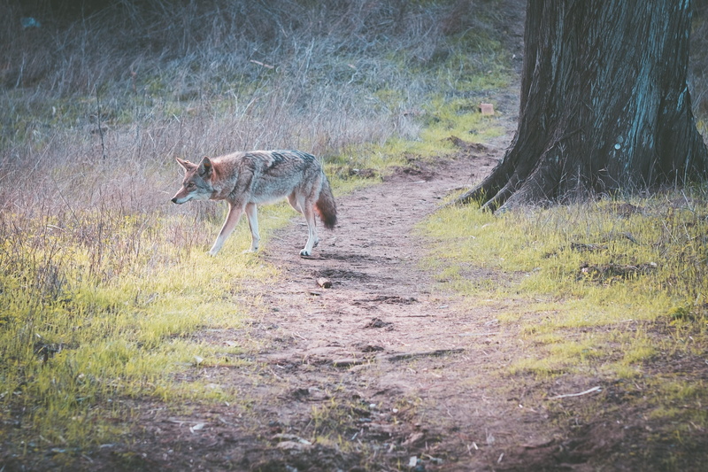 nature, herbivorous, ca, wild, grass, plant, wildlife, one animal, animals in the wild, no people, kit fox, land, fox, horse, coyote, forest, domestic animals