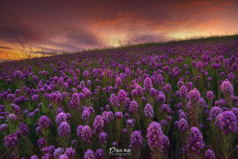 1080P, spring, CA, the evening, hill, flowers, San Francisco, state, USA