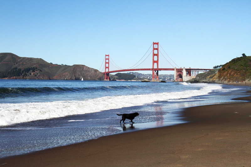 weather, bridge - man made structure, bridge, puppy, domestic animals, sea, built structure, outdoors, united states, golden gate, coastline, travel destinations