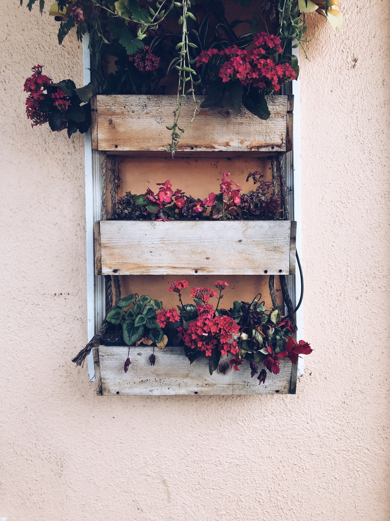 colours, growth, wall - building feature, window box, flower, freshness, nature, vulnerability, outdoors, 4K, flower pot, beauty in nature, plant, day