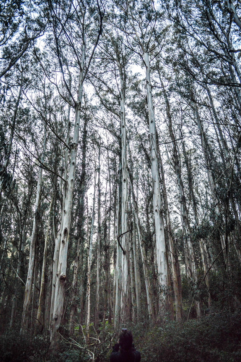 fall, leaves, beauty in nature, united states, trunk, kirbycove, day, winter, vertical, tree, nature, tranquility, land, woodland, growth, environment