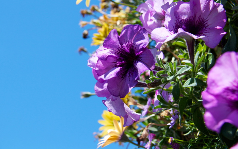sausalito, flower, flowering plant, pink color, nature, blossom, united states, close-up, day, selective focus, springtime, purple, sky, petal, beauty in nature