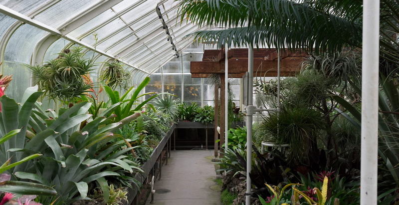 rain forest, outdoors, grow, footpath, built structure, plants, seattle, plant, tropical tree, rain, growth, tree, cold, noise, pipes, tech, light, silicon valley
