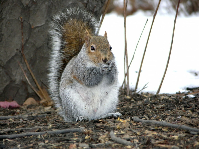 squirrel, sticks, going, hd, art, gray, Fur, squirrels, 720P, animals