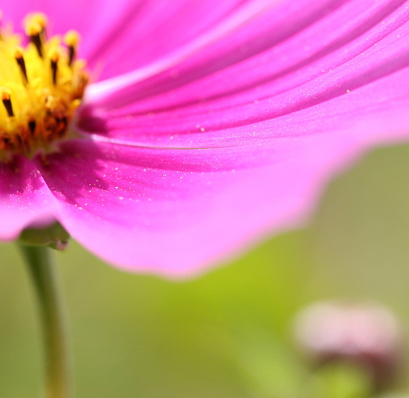 cosmos, summer, photo, blur, inch, macro, know by now, springtime, petal, do I, flower, petals, 720P, my name, purple flower, france, flower petal, out of focus