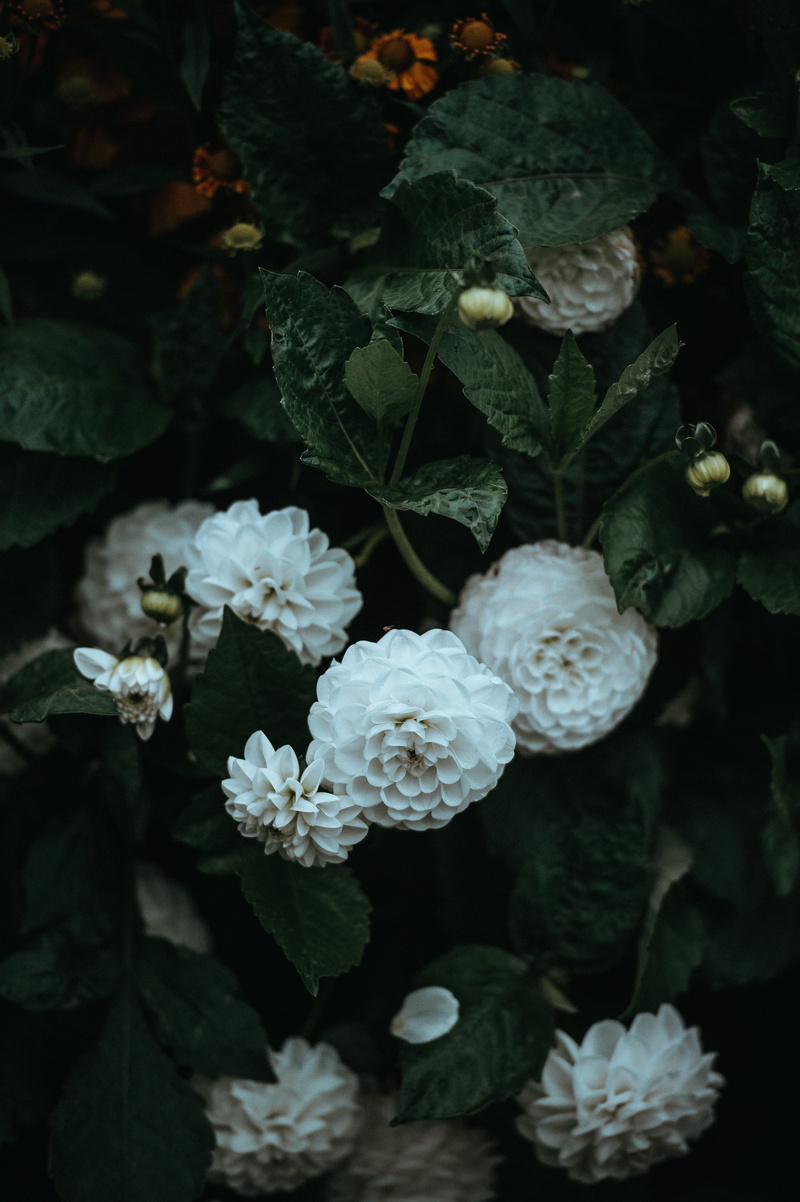 abbey, plant part, freshness, no people, flowering plant, nature, leaf, white color, flower head, vulnerability, garden, outdoors, inflorescence, dahlia