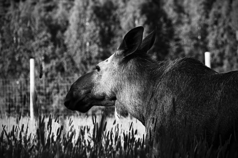 no people, vertebrate, animal themes, animal body part, land, animal head, focus on foreground, domestic, domestic animals, profile view, stor-elvdal, day