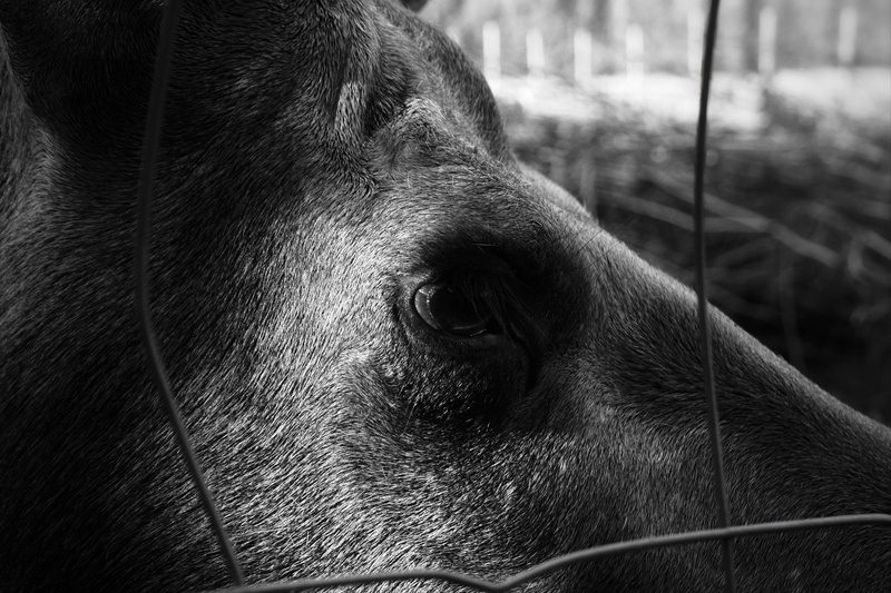 coat, blackandwhite, domestic animals, evenstad, moose, close-up, no people, animal eye, eye, fence, animal nose, vertebrate, animal body part, animal themes