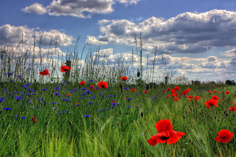 vulnerability, meadow, summer, rural Scene, cloud - sky, springtime, growth, nature, flower, poppy, flowerbed, fragility, beauty In Nature, freshness, no people
