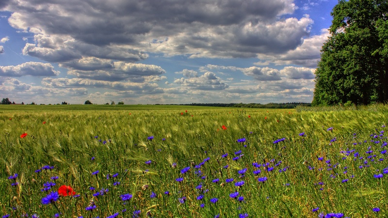 gray, environment, nature, landscape, brandenburg, 1080P, beauty in nature, sky, plant, clouds, flowering plant, rural scene, scenics - nature, no people