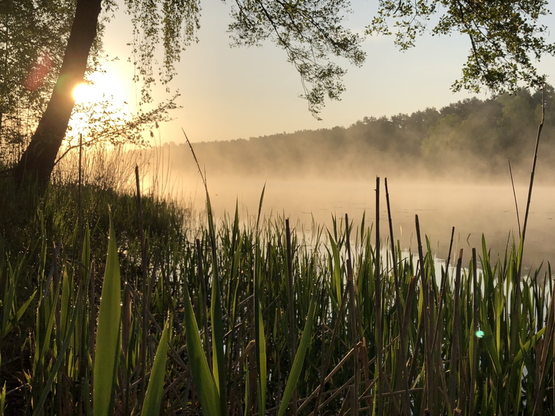 sunrise, blade of grass, sunlight, tranquility, tranquil scene, land, brandenburg, lake, tree, scenics - nature, sky, outdoors, field, beauty in nature