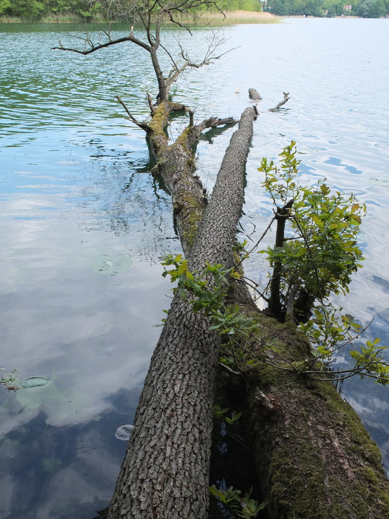 day, tranquility, tranquil scene, beauty in nature, log, swim, brandenburg, wood, water, high angle view, no people, tree, 4K, tree trunk, growth, outdoors