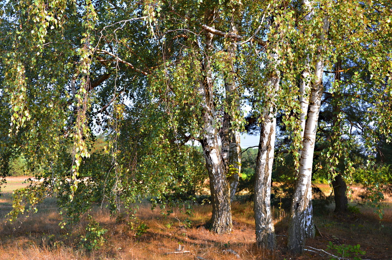 nature, trunk, sunlight, trees, woodland, day, autumn beginning, 5K, plant, tree, low angle view, green color, outdoors, birch, brandenburg, land, landscape