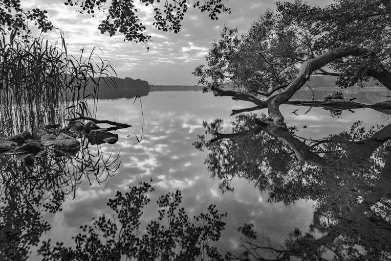 reflection, beauty in nature, tree, nature, sun, growth, brandenburg, rest, relaxation, black and white, branch, pond, mood, havel, germany, photography