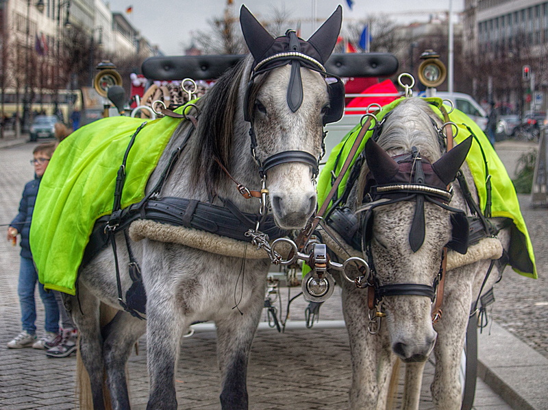 animal wildlife, group of animals, vertebrate, 2K, focus on foreground, mammal, outdoors, pets, livestock, horsedrawn, domestic animals, horse, animal themes