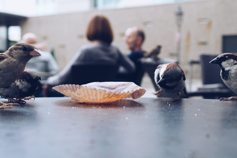 neat, eating, medium group of animals, food, focus on foreground, group of animals, surface level, food and drink, europe, animal wildlife, nature, brandenburg gate