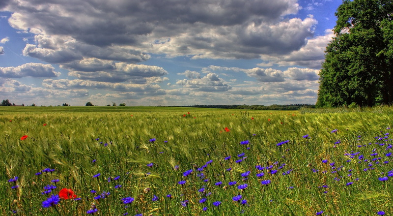 plant, Seasons, flowering plant, flowerbed, flower, Spring, scenics - nature, Field, outdoors, Flowers, tranquility, land, 1080P, brandenburg, sky, springtime