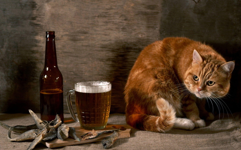 cat, 2K, beer, animals, funny