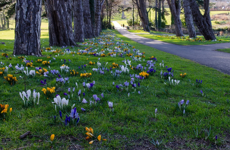 trees, Park, grass, flowers, 2K, Ireland, Dublin, Cabinteely Park, track, alley, crocuses