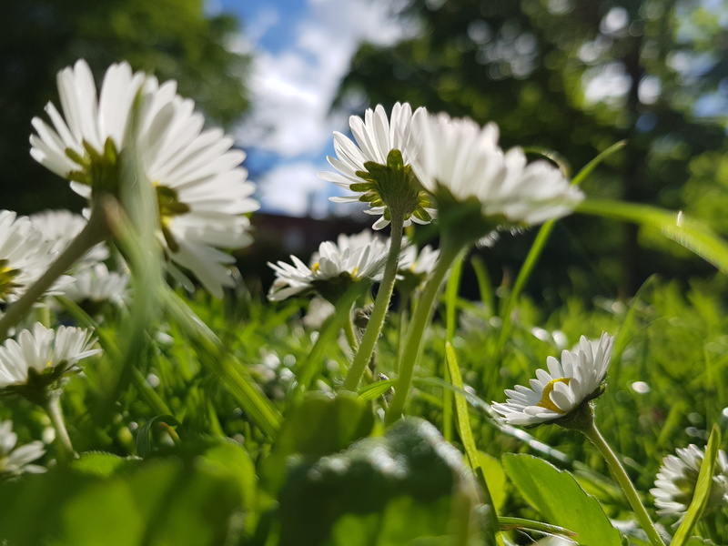 90-92 st stephens green, blue skies, day, white color, field, inflorescence, green color, flowering plant, fragility, flower, nature, ireland, selective focus
