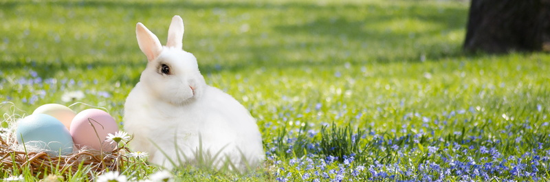 flowers, celebration, easter decorations, nature, animal, pets, easter nest, easter bunny, plant, rabbit, domestic animals, deco, egg, easter, holiday