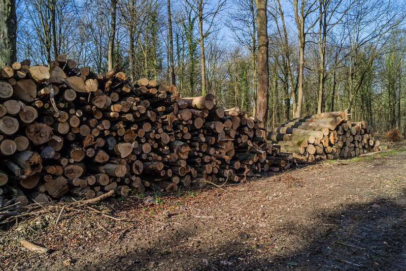 deforestation, wood - material, timber, rural, no people, outdoors, 5K, land, lumber, plant, lumber industry, natural, environmental issues, abundance
