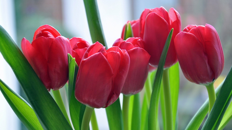 red flowers, 2K, plants, leaves, flowers