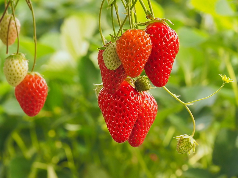 strawberries, food, fruit, 1080P, leaves, plants