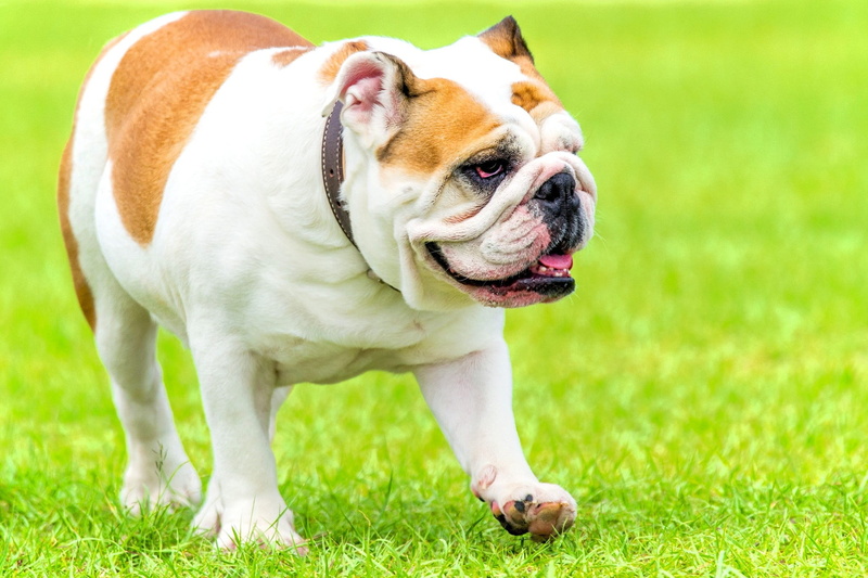 english bulldog, nature, looking away, bully, mammal, animal, green color, one animal, plant, walking, brown, domestic, english, looking, grass, no people